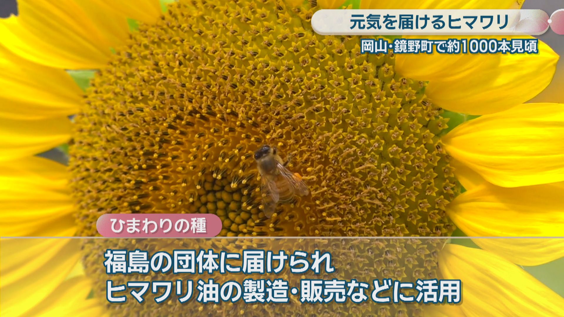 ひよこさん　ひまわり確認 被災地に元気を届ける 鏡野町でヒマワリ約1000本が見頃 種は福島の団体