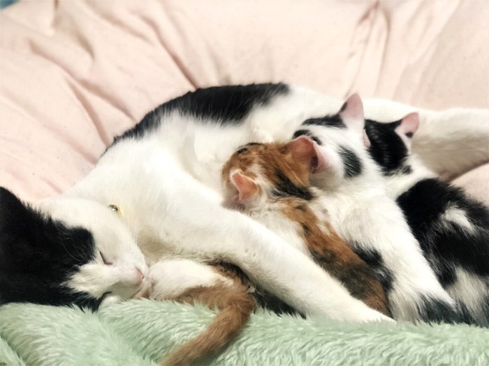 こさらと子猫たち。縁あって母子に(写真提供舞香さん)