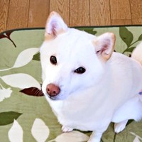 家族の愛情に包まれて過ごすさぬきちゃん（画像提供：Horiさん）