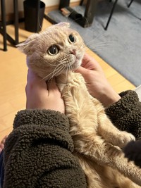 飼い主さんを見つめるもろみちゃん。まるで子猫さんのようなむじゃきな瞳です（画像提供：もろとむく@まるかさん）