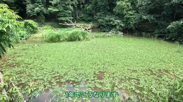 アメリカザリガニ駆除と池干しにより、植物や水生昆虫が回復した防除後の池／コミヤさん（@ariake538）提供