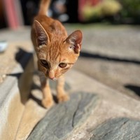 保護した日、ガリガリに痩せていた