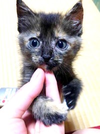 子猫時代、きゅるんとした瞳がキュートなみりんちゃん（画像提供：みりん たいやきさん）
