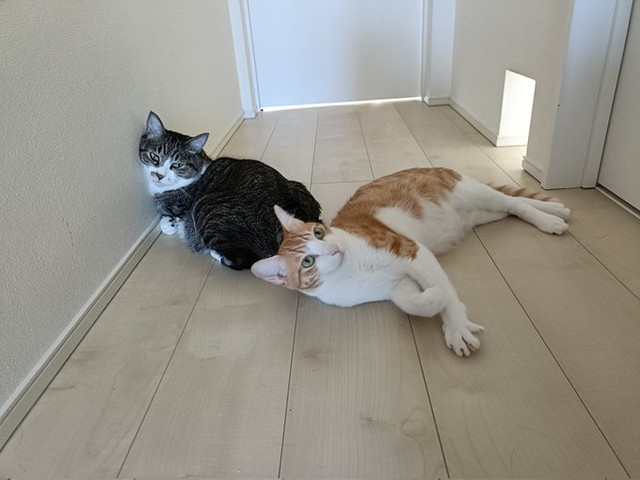 「まめたろと遊びたいチョロすけ。このあとちょっかいを出して怒られました」（提供：まめたろさん）