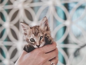 世話をして生き延びた猫と、救われなかった猫。もし今生きていたら