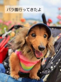 奇跡の回復！今は元気になりました（なほさん提供、Instagramよりキャプチャ撮影）