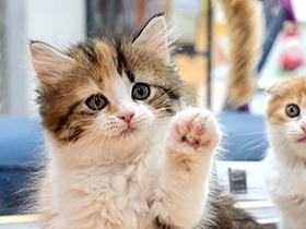 猫の飼育数がついに犬を超える　犬のしつけや散歩、負担大？