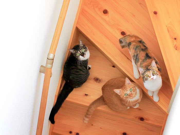 なんだかんだ言っても3匹揃う。仲良いじゃん。