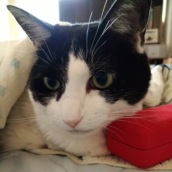 推定１０歳だけど若々しいにゃんにゃん（横野さん提供）