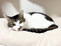 クッションに埋まってくつろぐポルくん（画像提供：ポルさん）