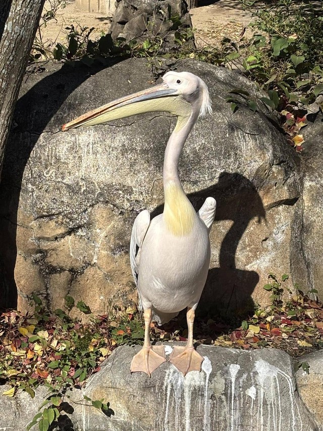 横浜市立金沢動物園（@kanazawazoo317）の公式Xより