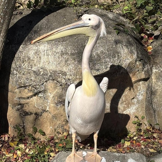 横浜市立金沢動物園（@kanazawazoo317）の公式Xより