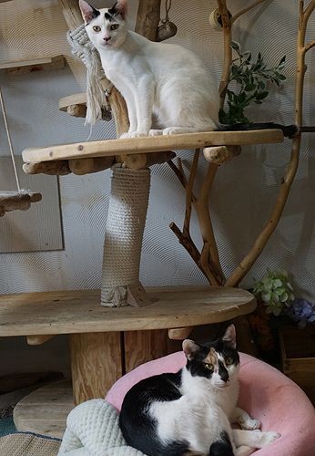 部屋に風が流れて、床にはめだかもいるよ