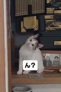 子猫！（松屋夏輝さん提供）