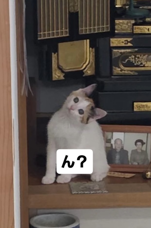 子猫！（松屋夏輝さん提供）