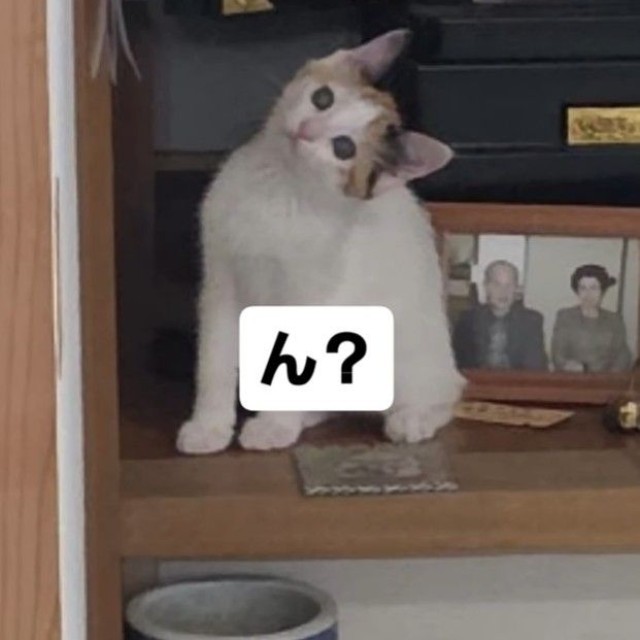 子猫！（松屋夏輝さん提供）