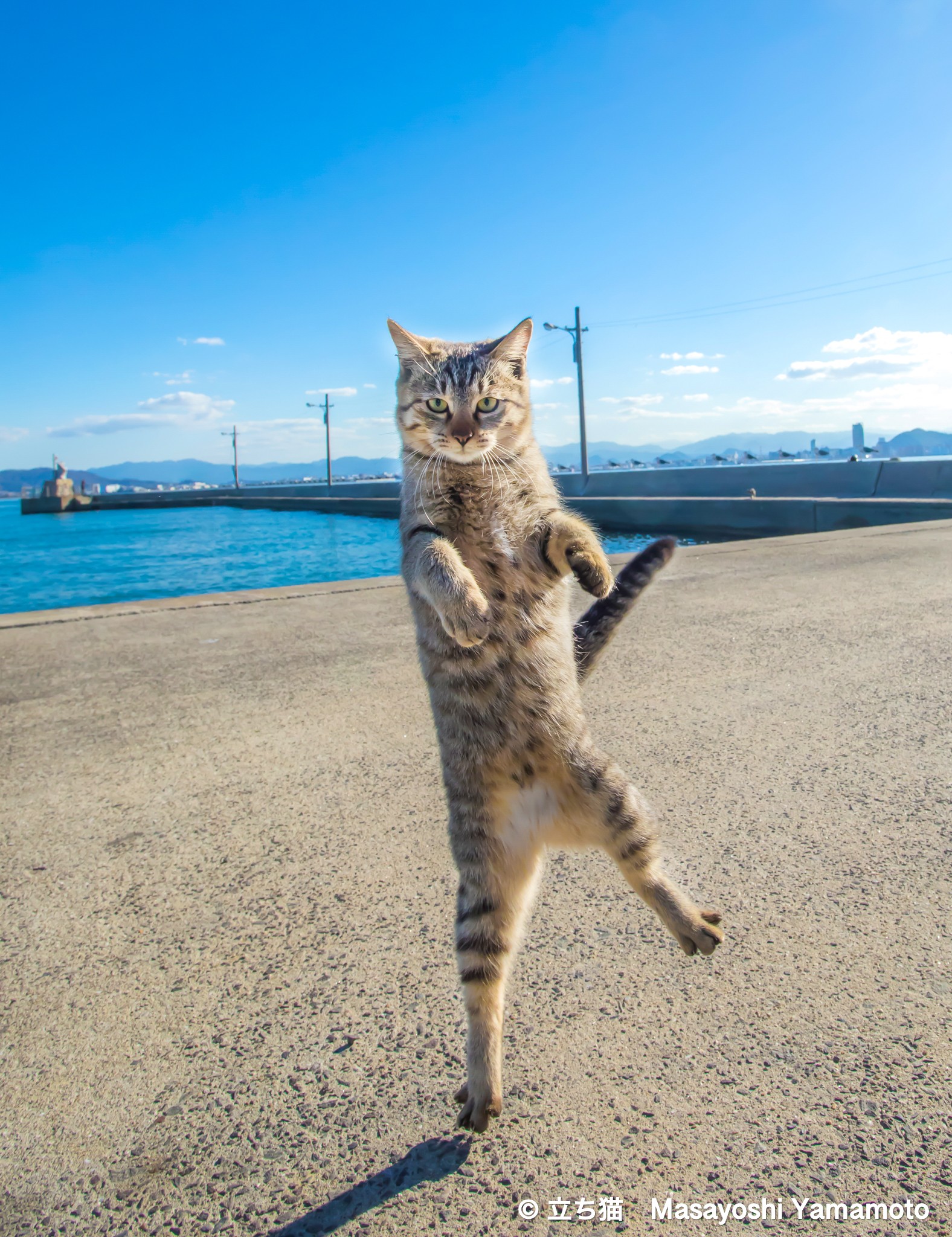 ２本足で立つ可愛い 立ち猫 が勢ぞろい ユニーク視点で撮影する写真家の展覧会 まいどなニュース