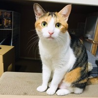 三毛柄が美しいサラちゃん。元気に成長しました（画像提供：にゃさん）