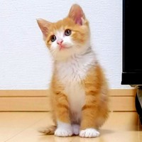 子猫時代、ちょこんと座る姿が愛らしい幸ちゃん（画像提供：幸(ゆき)日和さん）