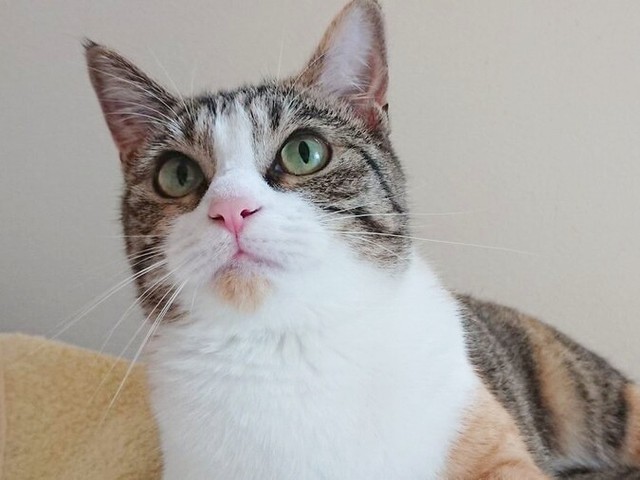 美ニャンへと成長したあめちゃん（画像提供：しまみけさん）