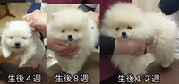 生後4週から12週のつららくん（画像提供：ポメラニアンのとろろさん）