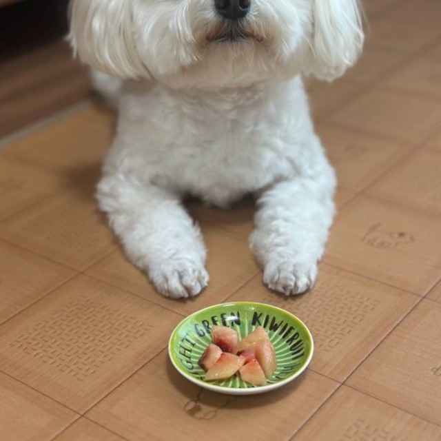 ルビーレッドキウイをもらえたムギちゃん（画像提供：むぎざんまいさん）