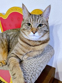 凛々しいイケニャンへと成長中のこまちゃん（画像提供：むぎさん）