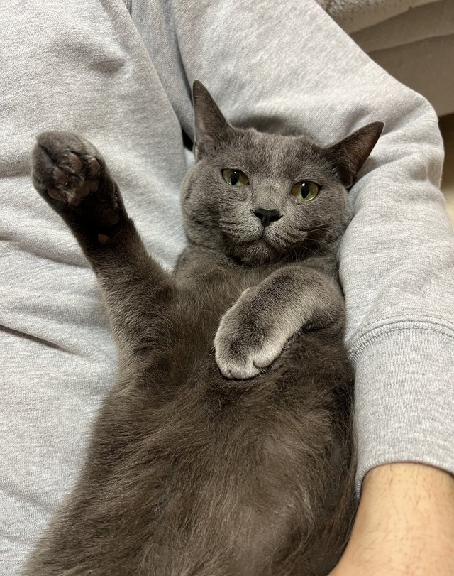 「パパさんにいっぱい撫でてもらったニャ～」（画像提供：まるこさん）