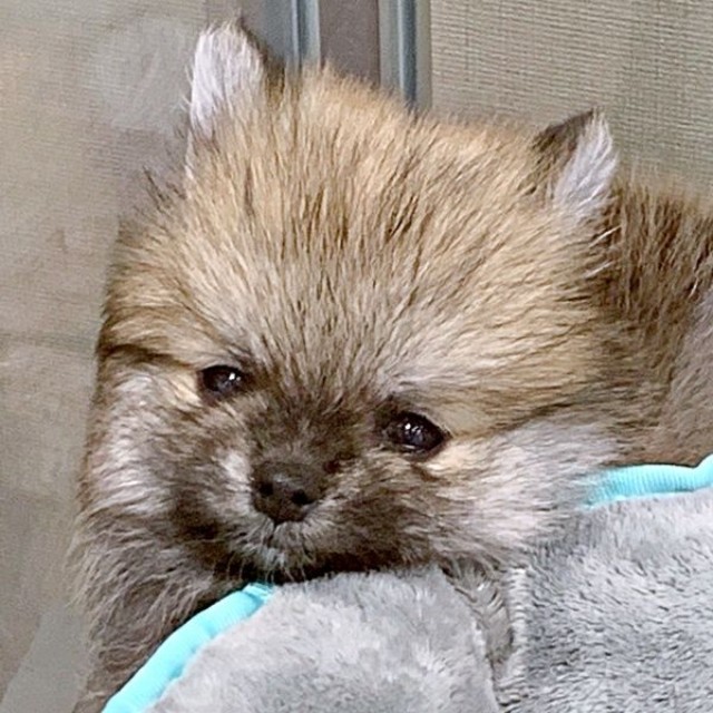 子犬時代のそるくん（画像提供：ぷりてぃーぬさん）