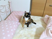 ベッドの上にちょこんとのったもつちゃん（画像提供：べじたりあん。さん）