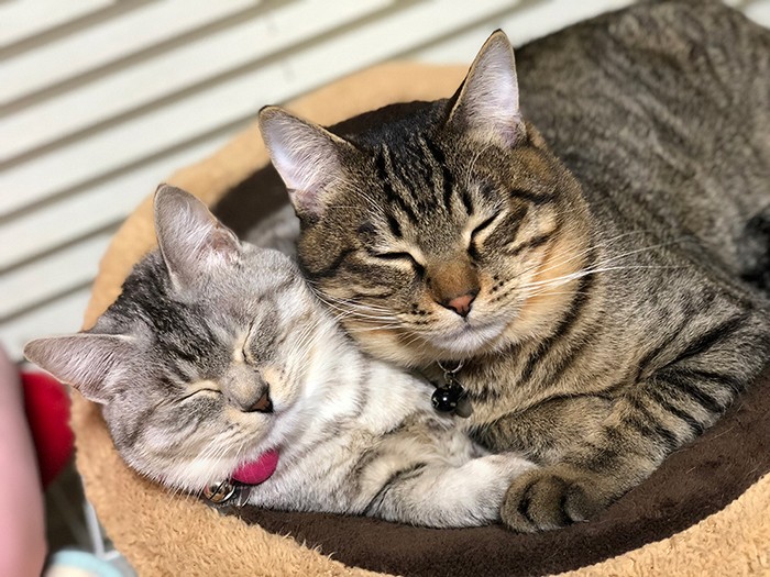 仲よく寝ているよもぎ（左）とちくわ（さわたさん提供）