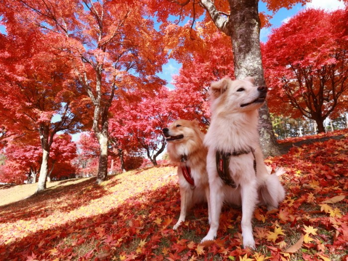 八ヶ岳のヨドバシカメラスポーツセンターにて
