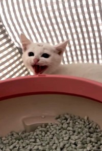 保護当時は、とても警戒心が強い子猫だったバジルちゃん(三吉さん提供、Instagramよりキャプチャ撮影)