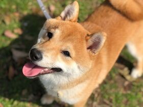 お散歩って最高だよね！　颯爽と走り、眩しい笑顔を振りまく豆柴「颯太」