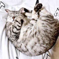 「アンモニャイト」になって眠るしじみくん（画像提供：しじみとんさん）