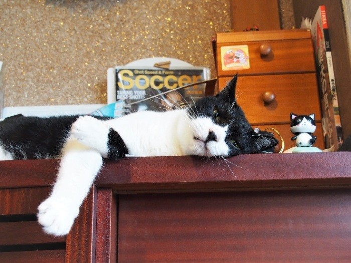 靴棚の上から、いつもはなを見ているきのこ