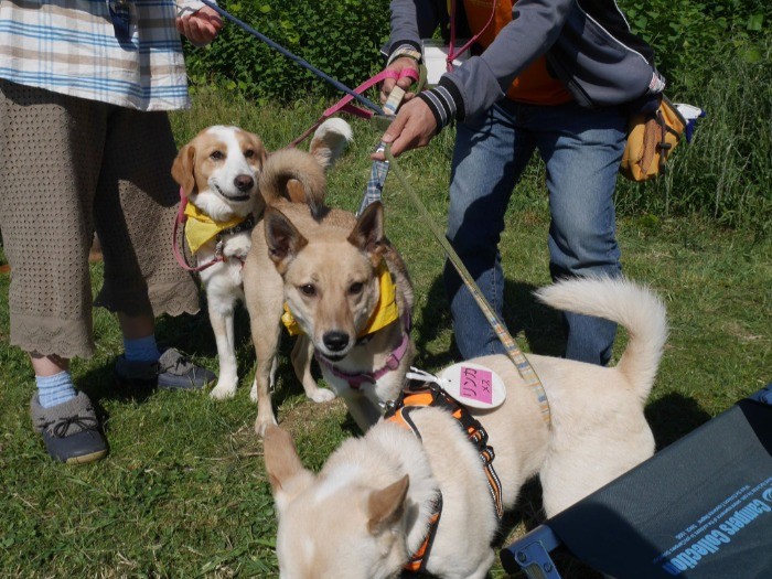 犬もスタッフも同窓会のような感じでわきあいあい。「元気だった？」と楽しそう