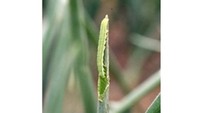 ネギを食害する幼虫（提供:香川県農業試験場 病害虫防除所）