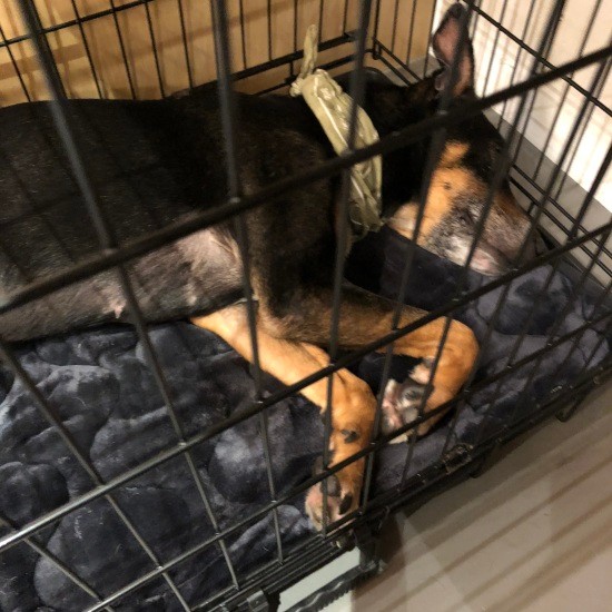 あんなにケージを嫌がっていたのに寝るようになった