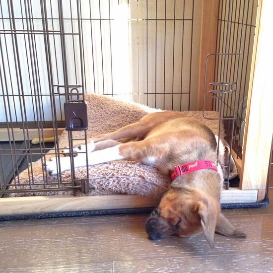 警戒しながらついついうとうと。寝てしまいました