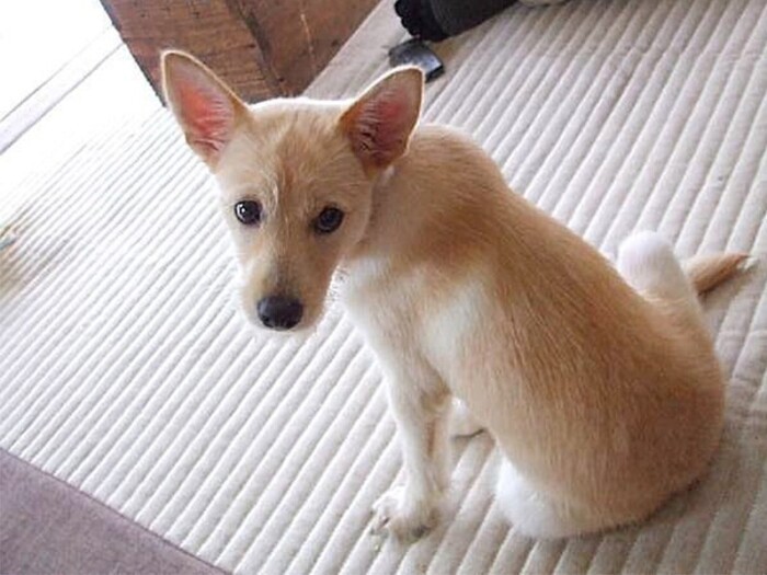 家にきたころの「こはる」