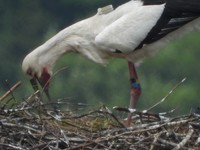 まんのう町提供