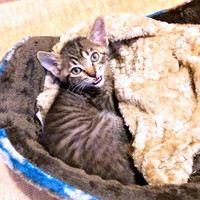 生後推定1カ月のころ、家族になったニコくん（画像提供：ニコっちょさん）
