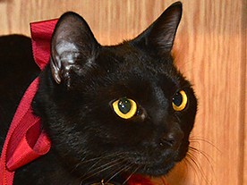 美術館の看板ネコ、「黒の助」に執務室が完成したニャ～！