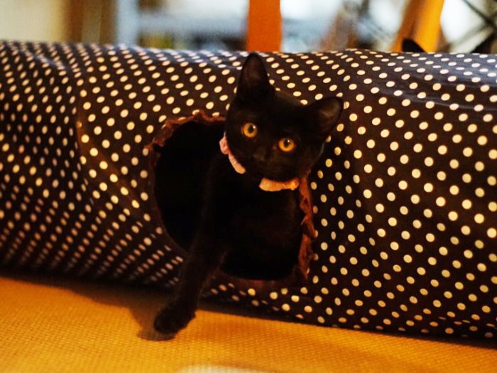 ひょっこり挨拶するフォール