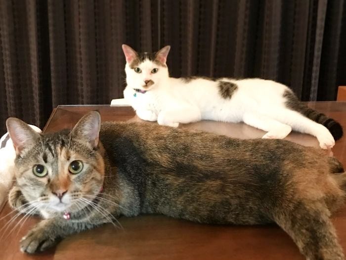 仲良しのパンチェとボム