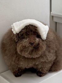 諦観ただよう雰囲気…（画像提供：ごつもりプードルさん）
