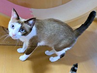 健康を取り戻し元気に過ごすりぶちゃん（画像提供：べじたりあん。さん）