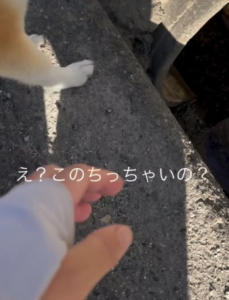 小さい石を発見（提供：y.u.k.i_0310さん）