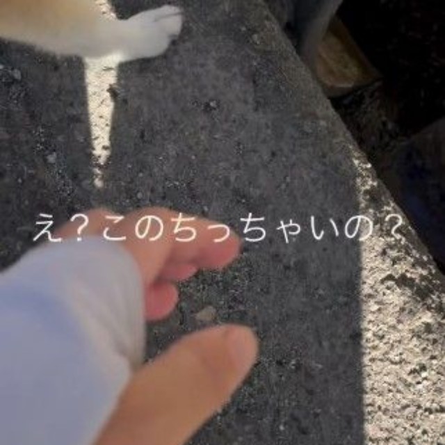 小さい石を発見（提供：y.u.k.i_0310さん）